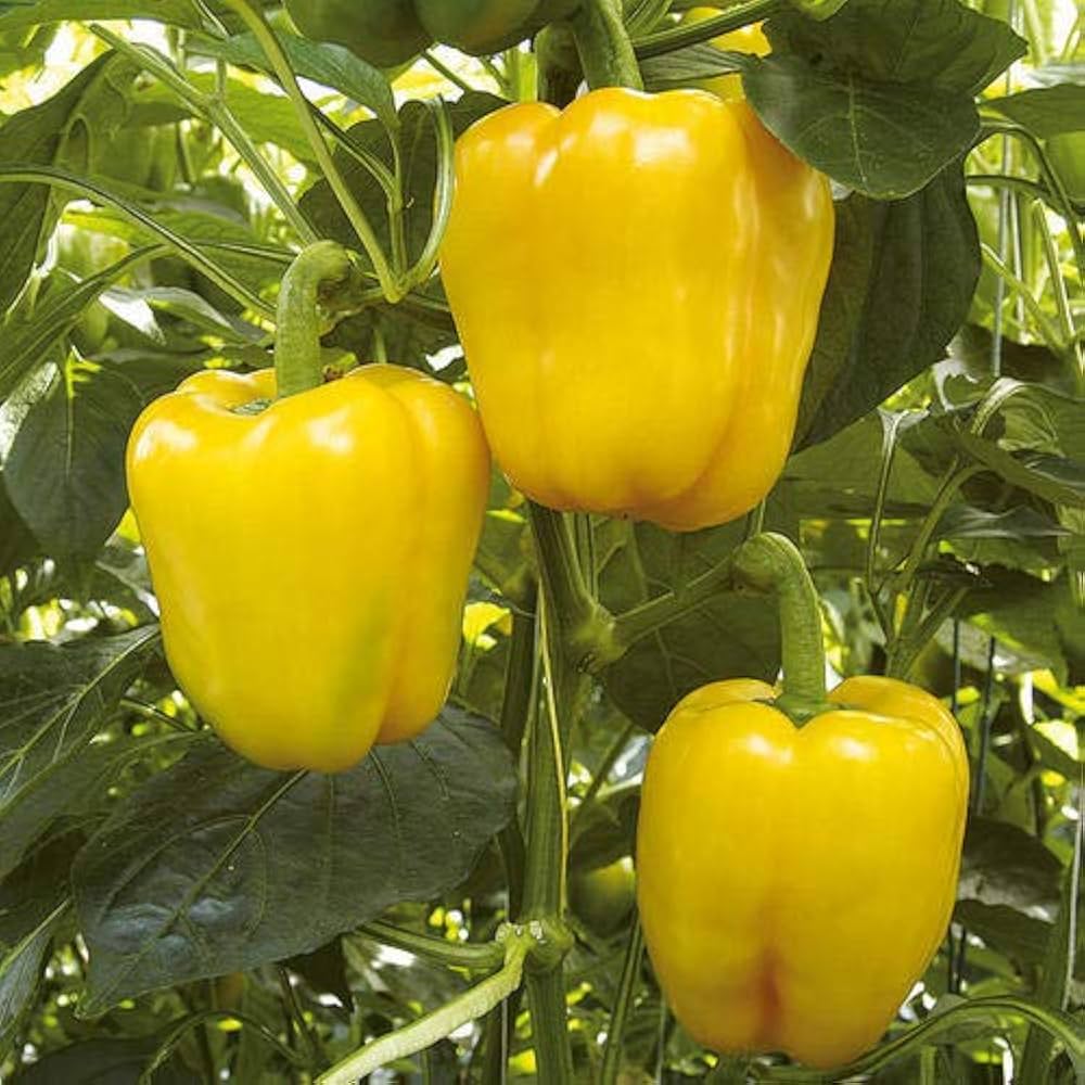 Mini yellow pepper plant from seeds with small, bright yellow sweet peppers